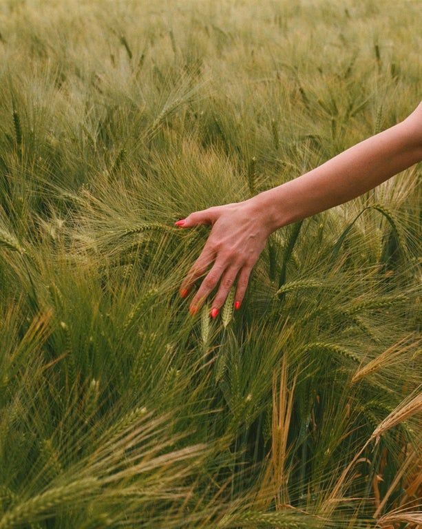Una mano con uñas pintadas de rojo recorre suavemente un campo de trigo verde, transmitiendo una sensación de calma y conexión con la naturaleza.